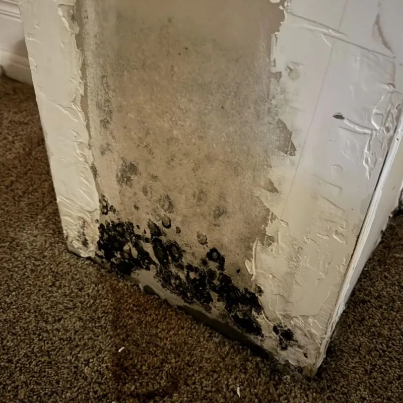 Professional Mold Removal in Gettysburg, SD